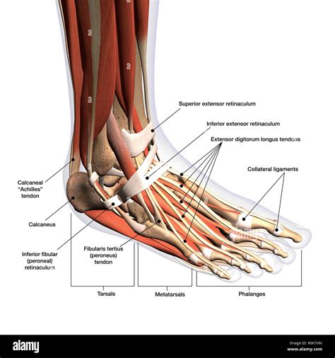 The Anatomy of Feet 